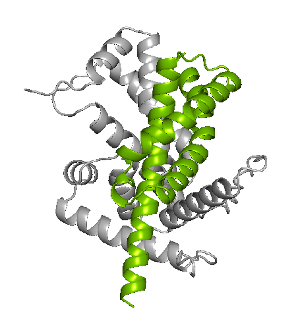 BoltzGen-generated de novo binder (green) modeled in complex with its target protein (grey)